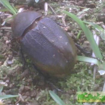Dynastes hercules septentrionalis