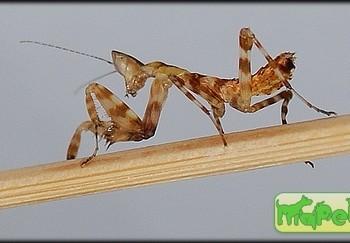 Creobroter elongata