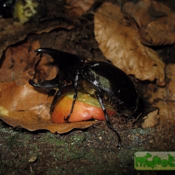 Xylotrupes gideon beckeri