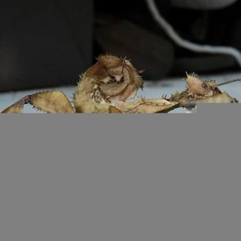 Extatosoma tiaratum