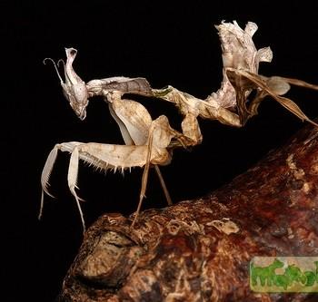 Idolomantis diabolica