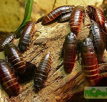 Gromphadorhina portentosa