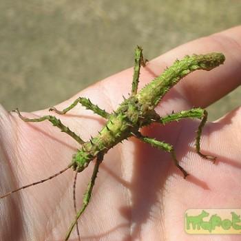 Haaniella muelleri