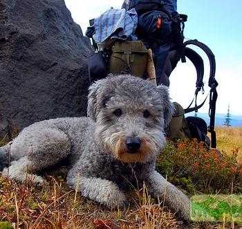 Пуми