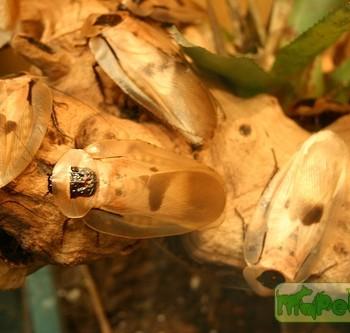 Blaberus giganteus