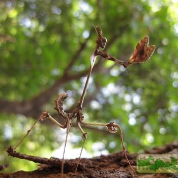 Gongylus gongylodes