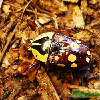 Cheirolasia burkei