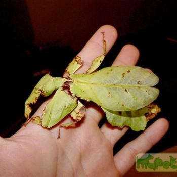 Phyllium giganteum