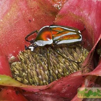 Dicronorrhina derbyana layardi