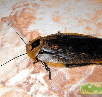 Archimandrita tesselata