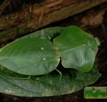 Choeradodis stalii