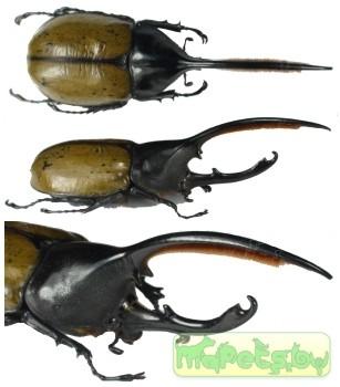 Dynastes hercules occidentalis