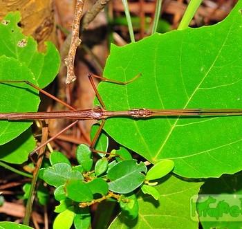 Sipyloidea sipylus