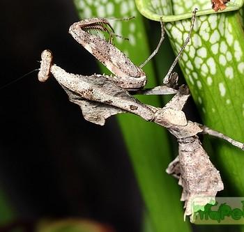 Deroplatys lobata