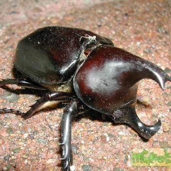 Xylotrupes pubescens