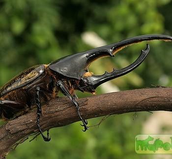 Dynastes hercules hercules
