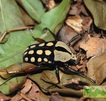 Amaurodes passerini linnei