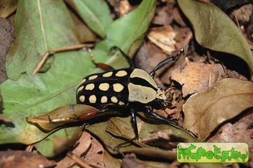 Amaurodes passerini linnei