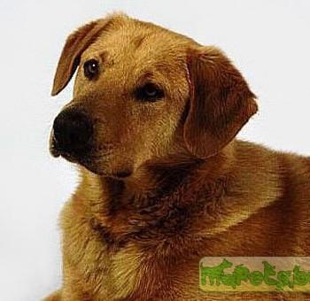 Чинук
