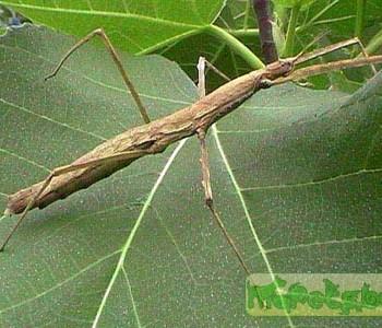 Medaura jobrensis