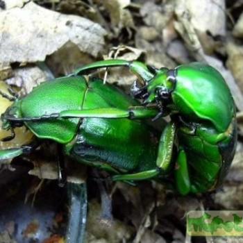 Dicronorrhina micans