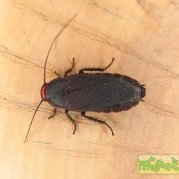 Oxychaloa deusta (Красноголовый таракан)