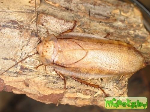 Leucophaea maderae (Мадейрский таракан)