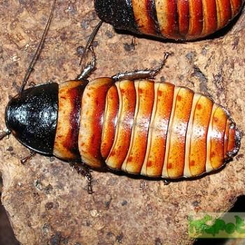 Elliptorina chopardi (Карликовый шипящий таракан)