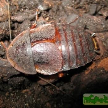 Hemiblaberus sp.
