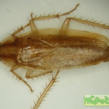 Blattella germanica (Рыжий таракан (прусак))