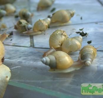 Achatina iredalei (Белая (лимонная) ахатина)