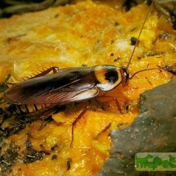 Periplaneta australasiae (Южный таракан)
