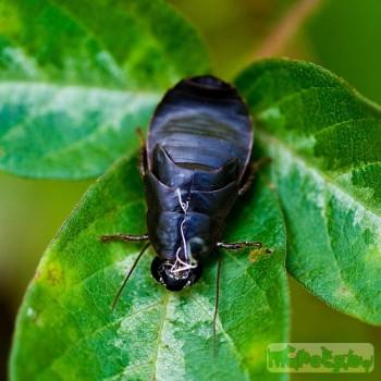 Diploptera punctata (Таракан жук)