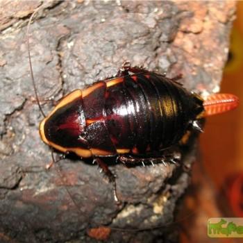 Eurycotis opaca