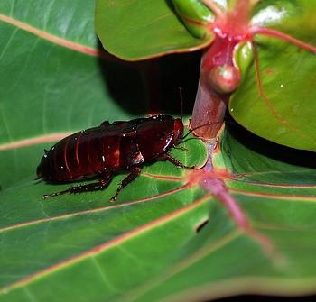Eurycotis floridana (Марципановый таракан)
