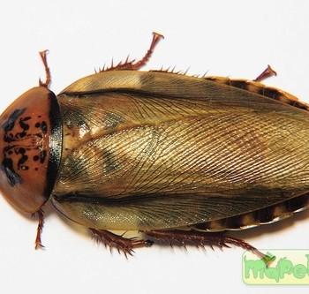 Eublaberus posticus (Оранжевоголовый таракан)