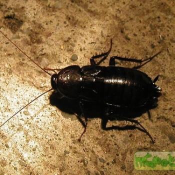 Blatta orientalis (Чёрный таракан)