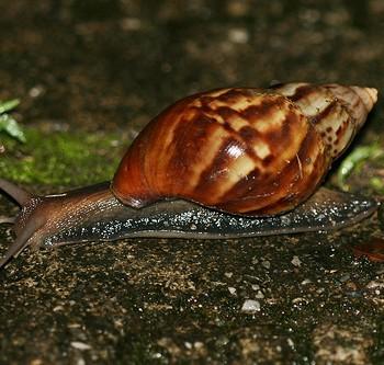 Achatina fulica (ахатина фулика)