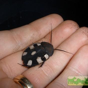Therea petiveriana