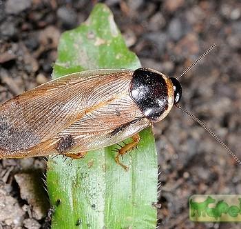 Pycnoscelus surinamensis (Суринамский таракан)