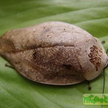 Gyna lurida