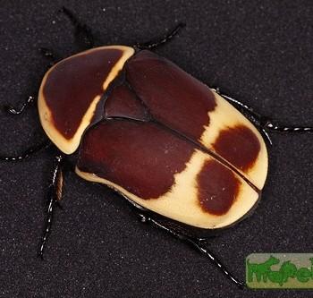 Pachnoda marginata (Конголезская бронзовка)