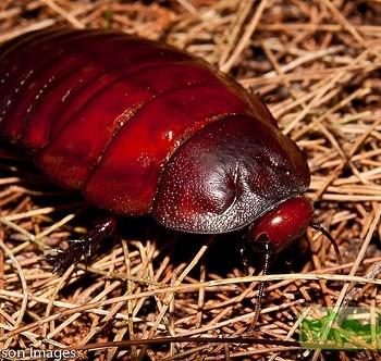 Macropanesthia rhinoceros (Таракан носорог)