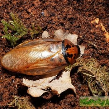 Eublaberus distanti (Шеститочечный таракан)