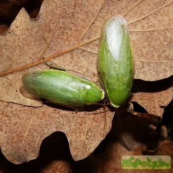 Panchlora nivea (Банановый таракан)