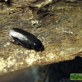 Pycnoscelus nigra (Чёрный пикносцеллюс)