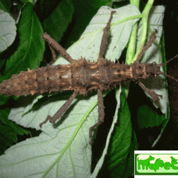 Aretaon asperrchimus