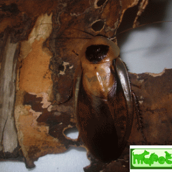 Blaberus atropos (Таракан мёртвая голова)