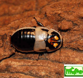 Lucihormetica subcincta (Таракан «Автомобильчик» №1.)