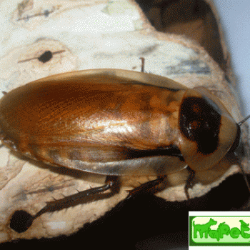 Blaberus bolivinensis (Боливийский таракан)